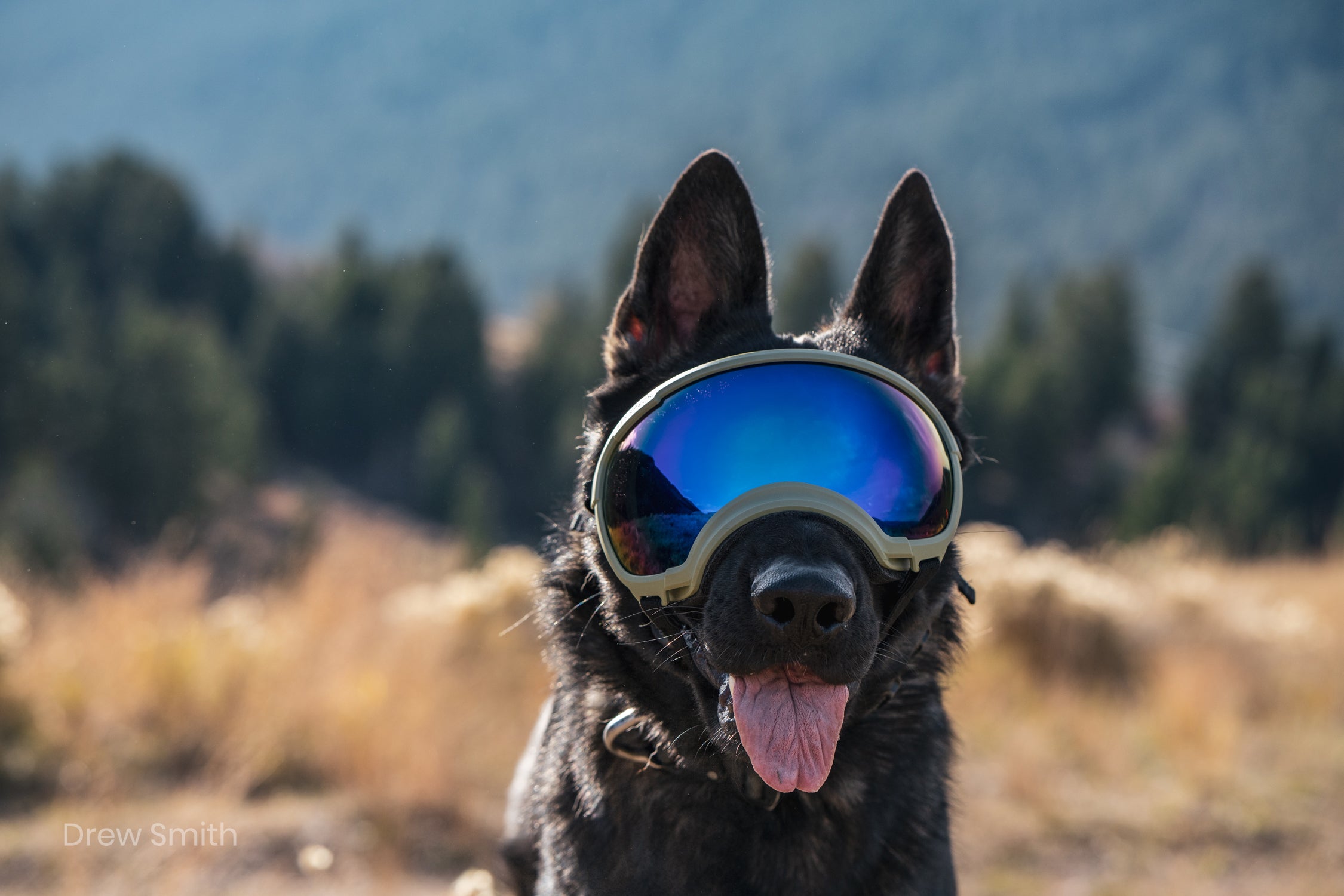 V2 Goggles Rex Specs - Lentes Para Perros Grandes de 18 a 38 kg