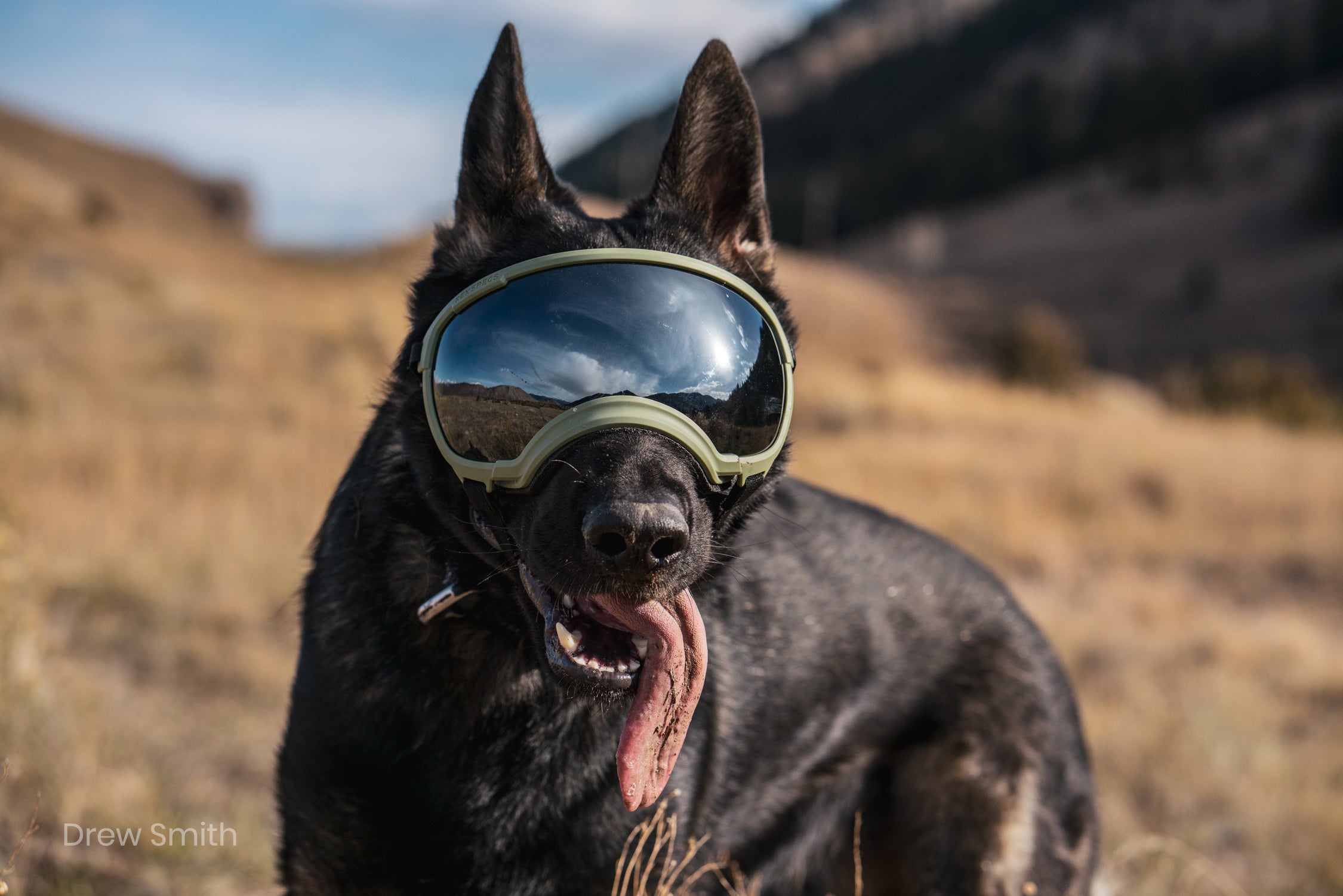 V2 Goggles Rex Specs - Lentes Para Perros Grandes de 18 a 38 kg