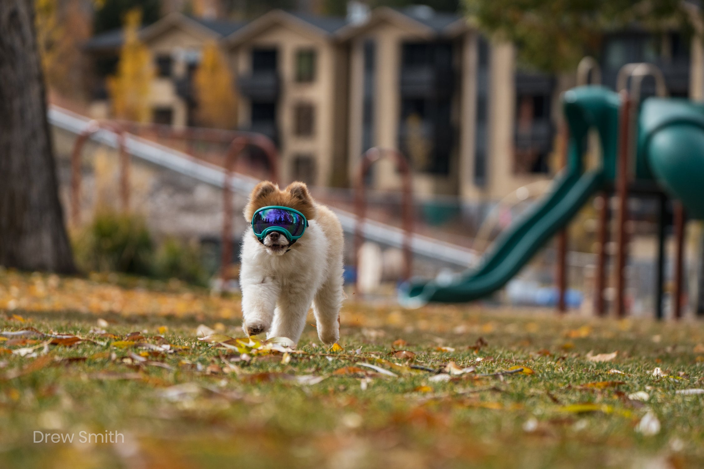 V2 Goggles Rex Specs - Lentes Para Perros Extra Chicos Menores a 7 kg