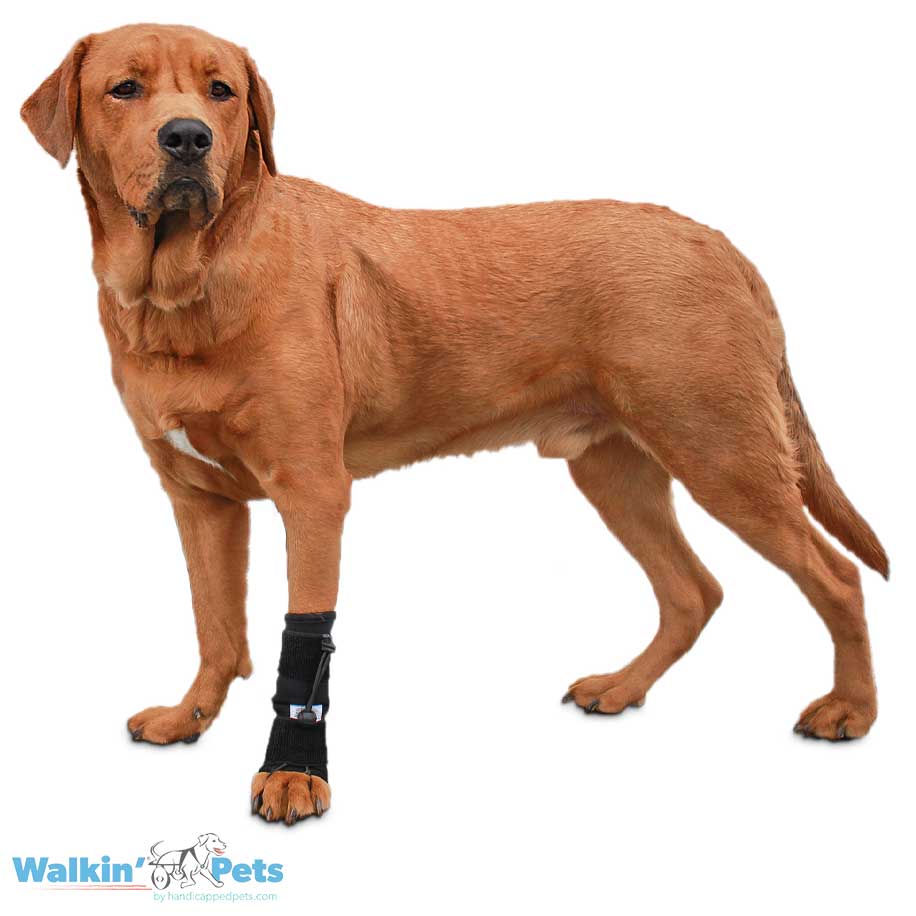 No-Knuckling Training Sock Pata Delantera de Walkin' Pets