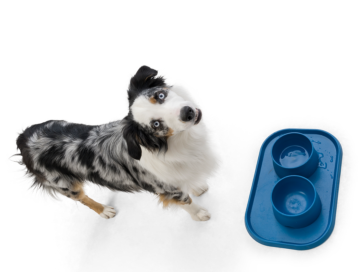 Tapete Seaflex® para Platos para Perros de West Paw Design® en Azul