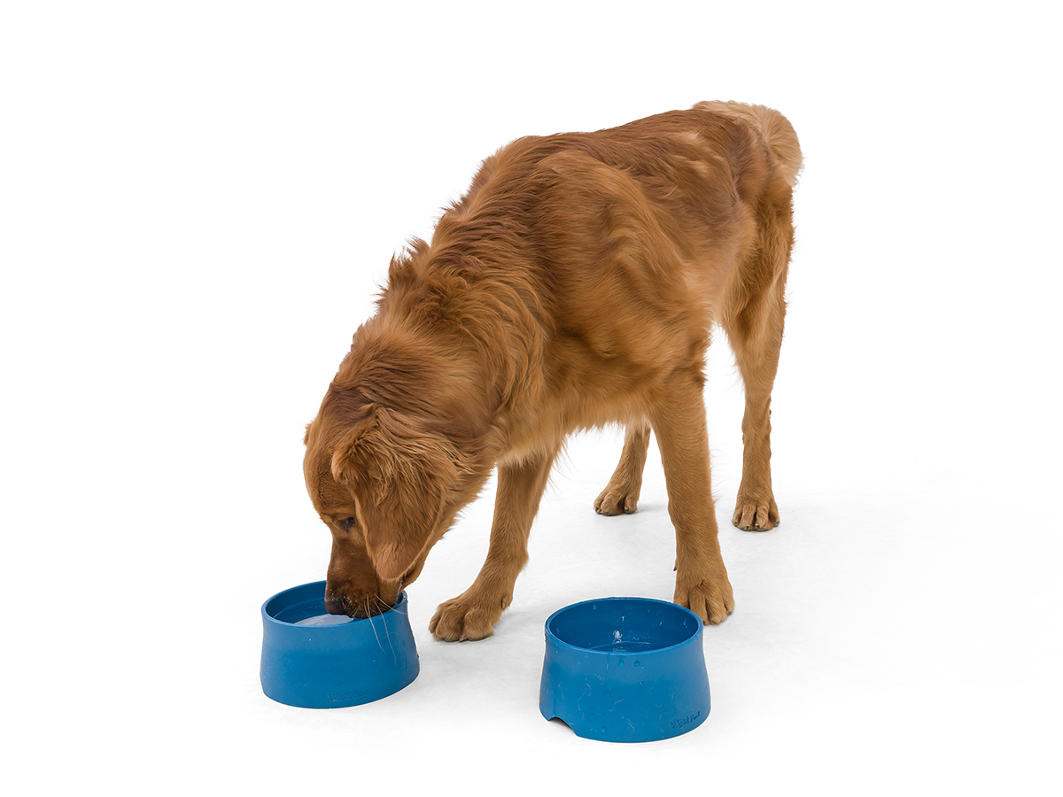 Seaflex® Plato Silencioso para Perros de West Paw Design® en Azul