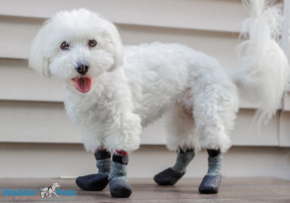 Calcetines Para Perro Walkin' Traction Socks de Walkin' Pets