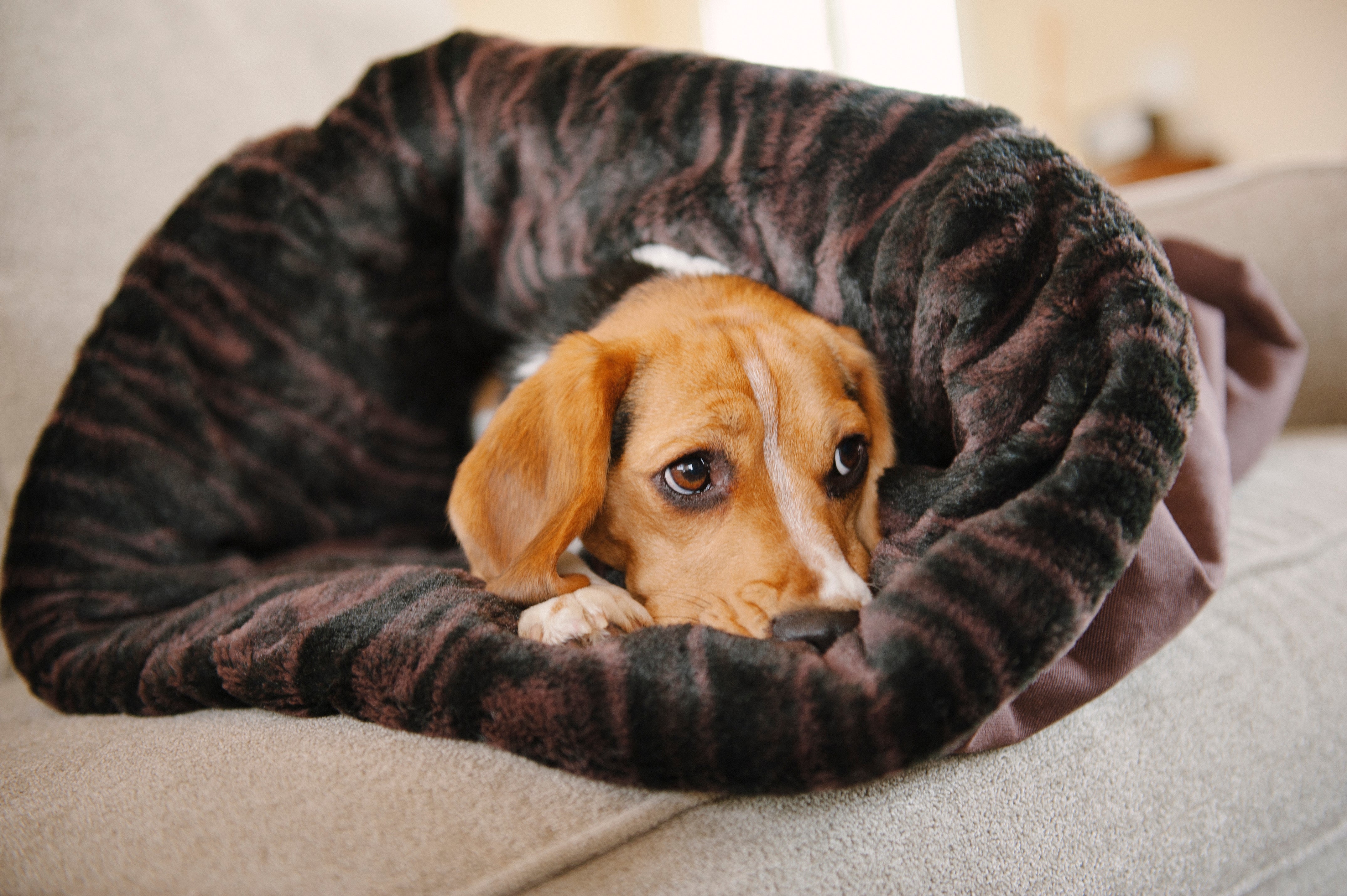 Cama Para Perros Snuggle Bed Marrón de Pet P.L.A.Y.