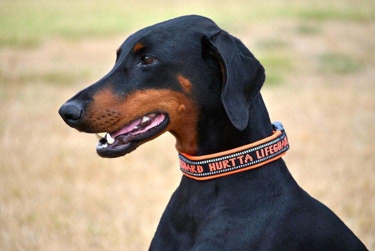 Collar Para Perros Acolchado en Naranja - Padded Collar de Hurtta® México