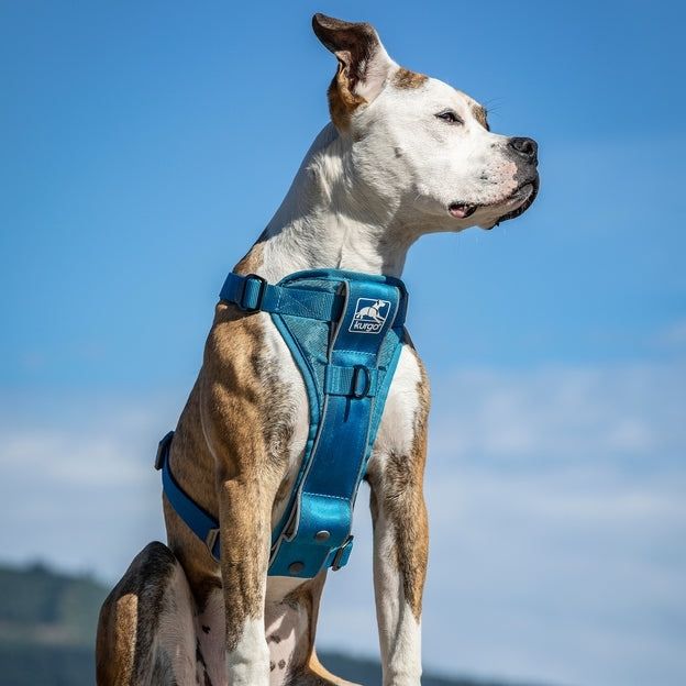 Pechera Azul para Perros para Que Viaje Seguro - Tru-Fit Smart Harness de Kurgo
