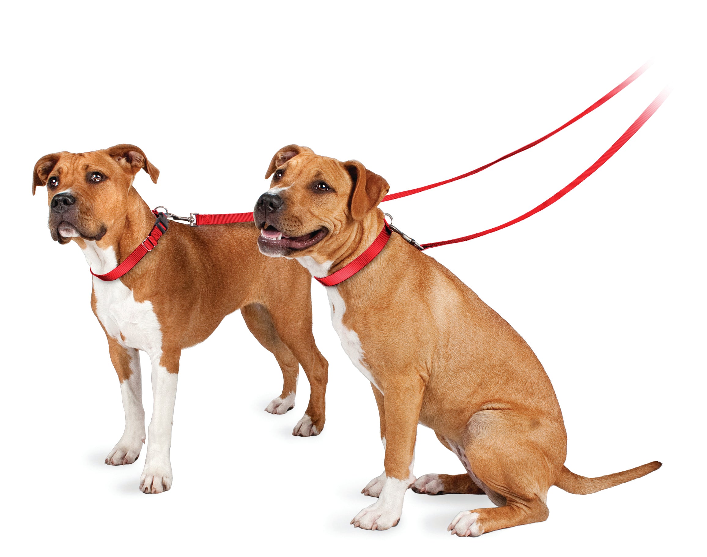 Correa Básica de Nylon color Rojo para Perros de Petsafe®