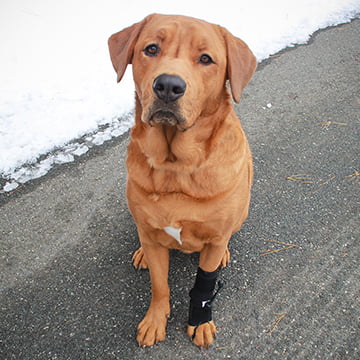 No-Knuckling Training Sock Pata Delantera de Walkin' Pets