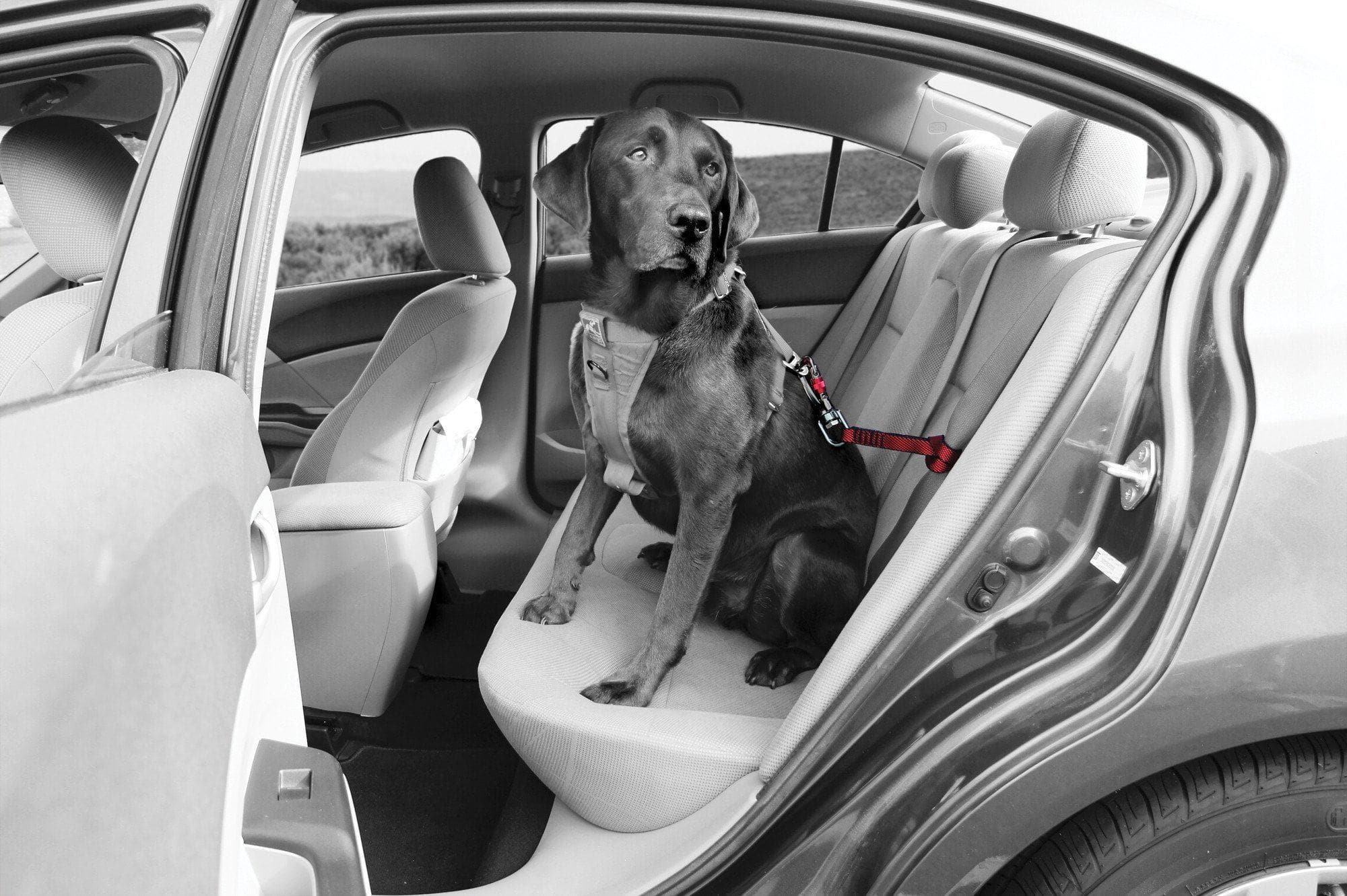 Cinturón (Giratorio) Seguridad Para Perros para el Carro - Kurgo® Swivel Tether
