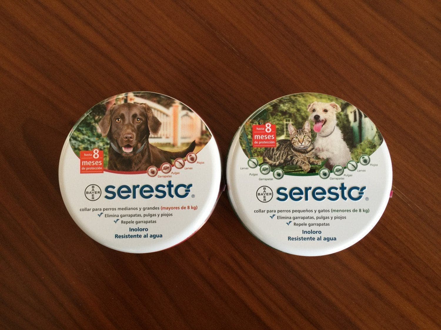 larvas de pulgas de perro