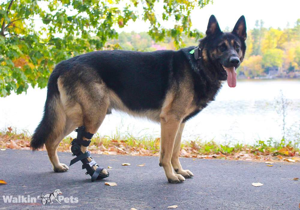 Ferula Para Perro (Trasera o Delantera) Walkin’ Fit Adjustable Splint de Walkin' Pets