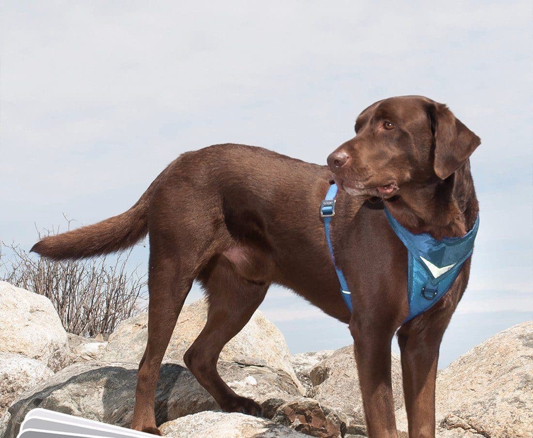 Pechera Azul para Perro de Aventura - Go-Tech Adventure Harness de Kurgo®