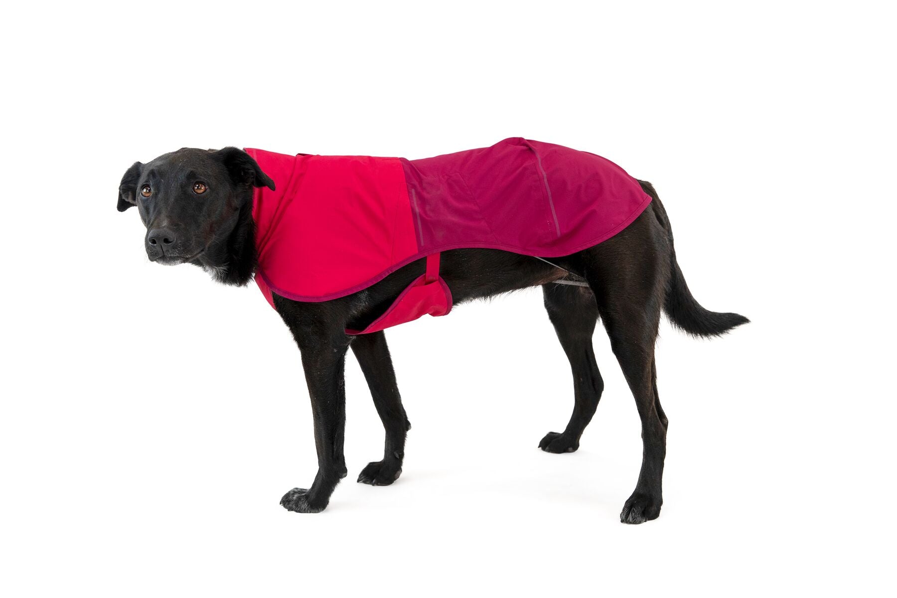 Sun Shower® Chaleco Impermeable para Perros- Rosa Magenta (Hibiscus Pink)- Ruffwear®