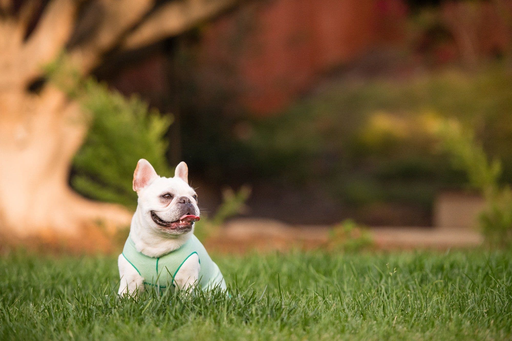 Camiseta Protectora Para Perros Sun Shield - Verde Pistacho