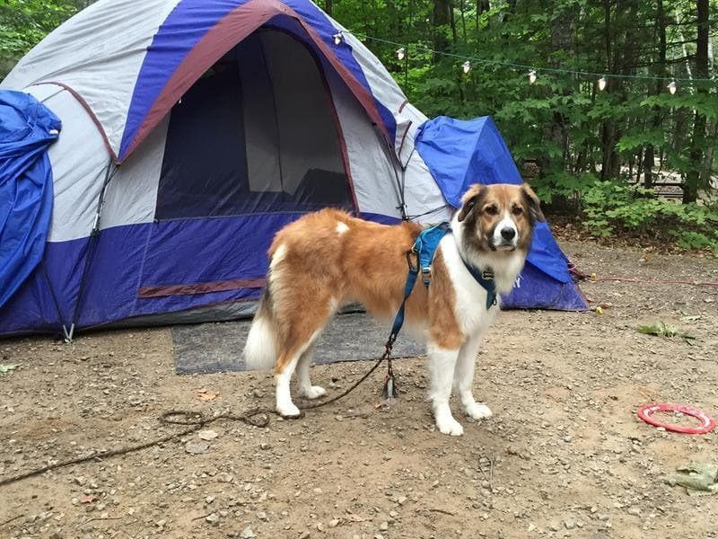 Pechera Azul para Perro de Aventura - Go-Tech Adventure Harness de Kurgo®