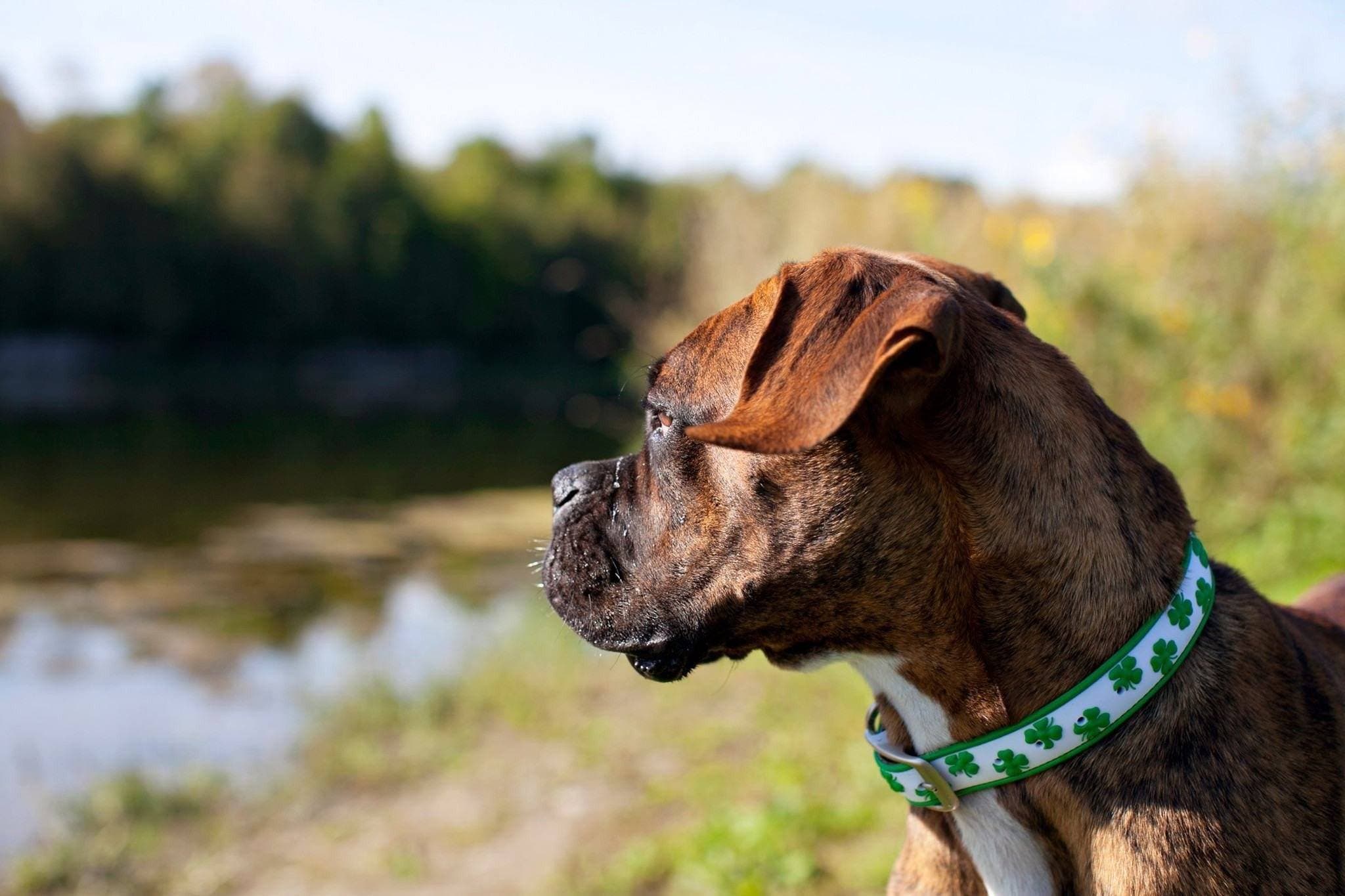 Collar Dublin Dog Lot´s of Luck Dublin - Collar para Perro