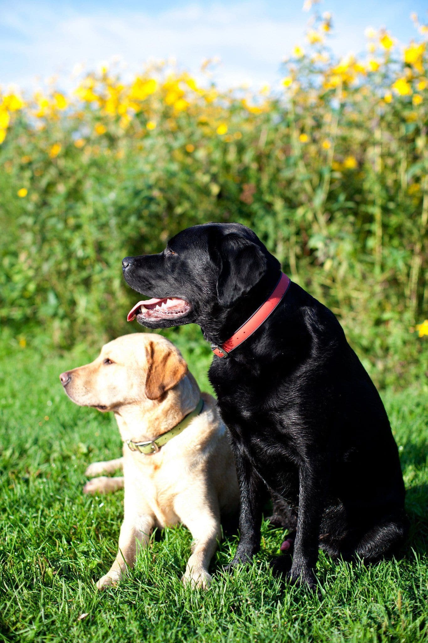 Collar Dublin Dog Olivo Simply Solid Waterproof - Collar para Perro