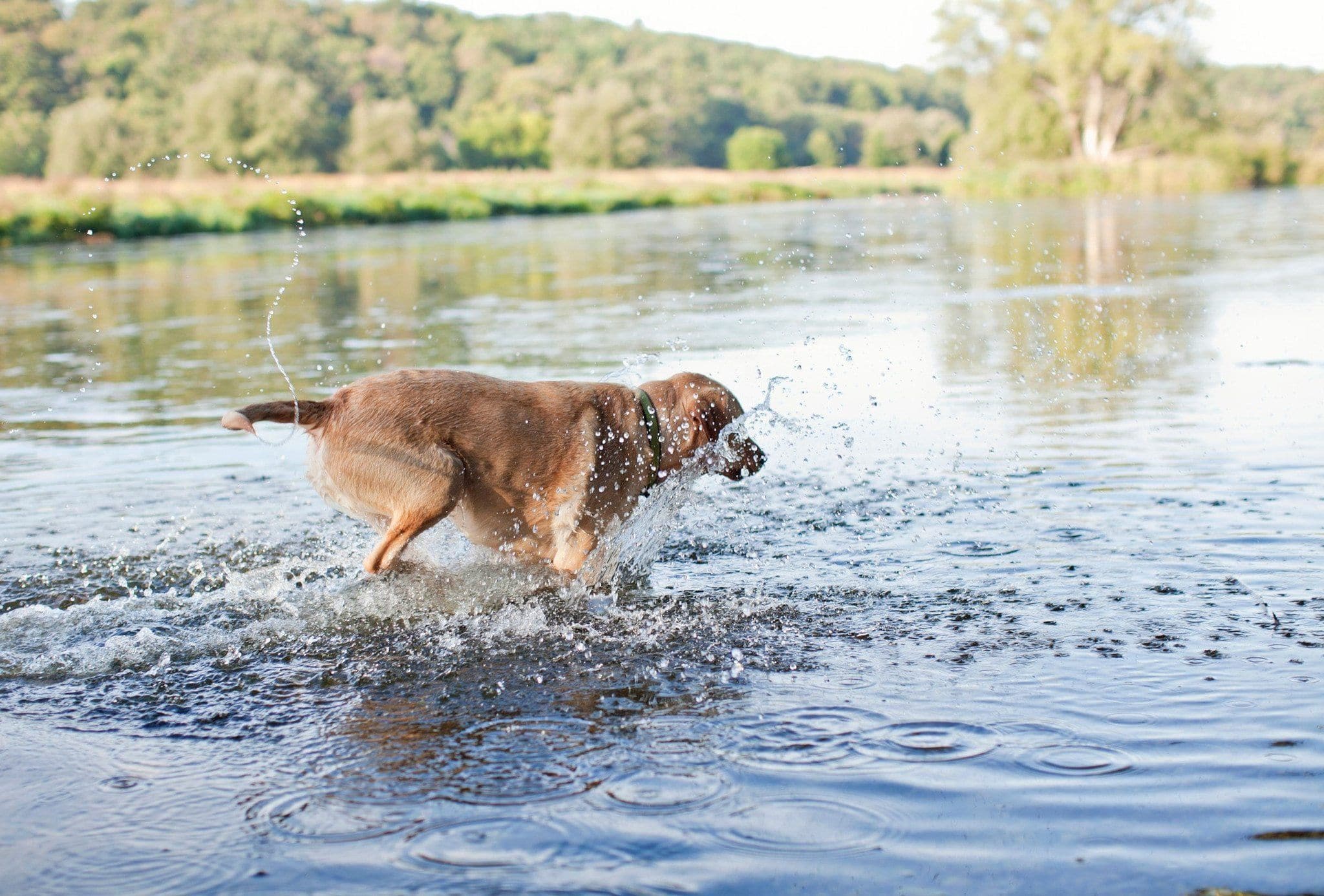 Collar Dublin Dog Olivo Simply Solid Waterproof - Collar para Perro