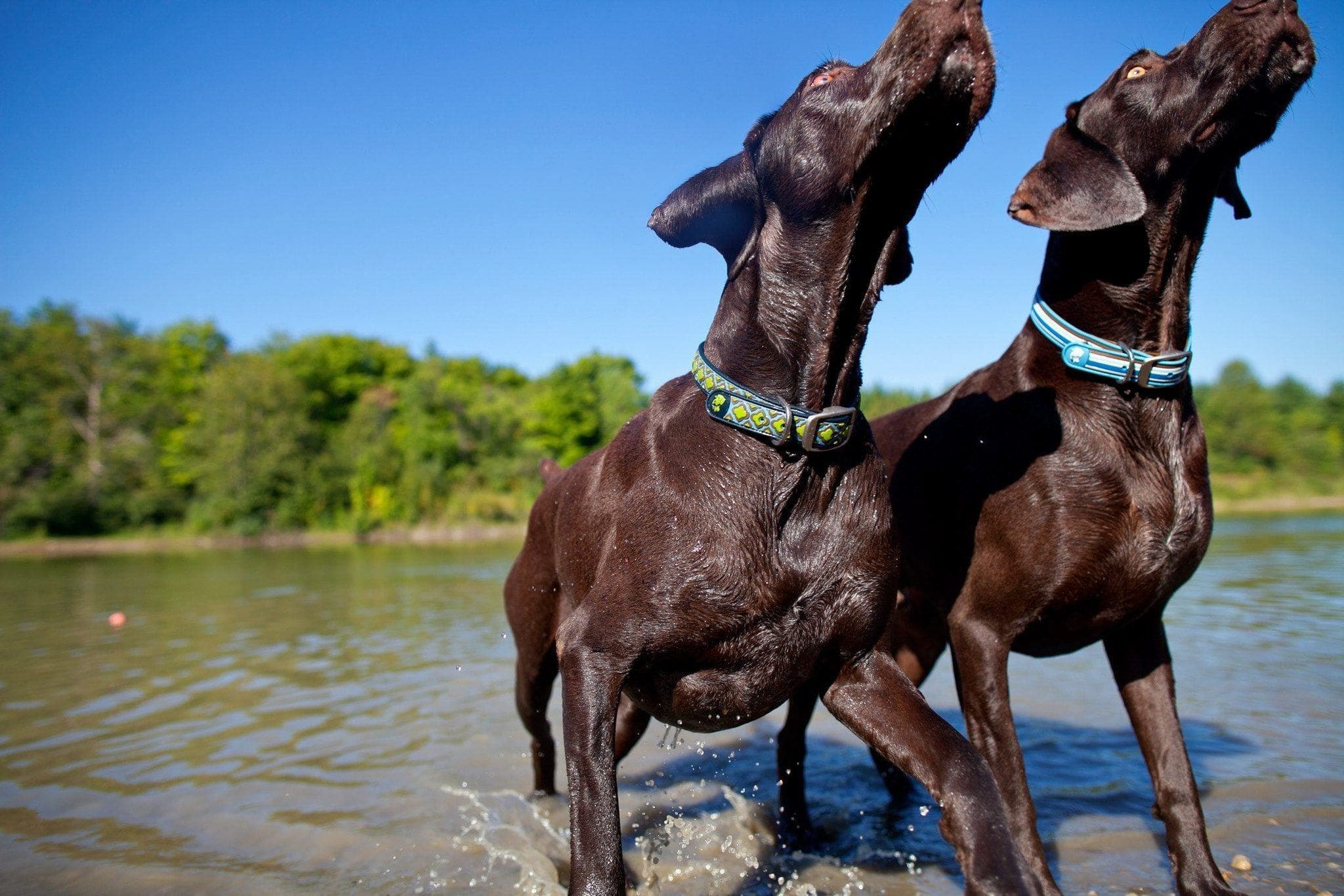 Collar Dublin Dog Sherpa Waterproof - Collar para Perro