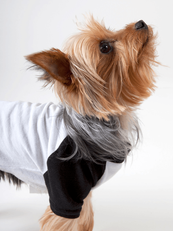 Camiseta Estilo Raglán Para Perro Con Mangas de Color Negro