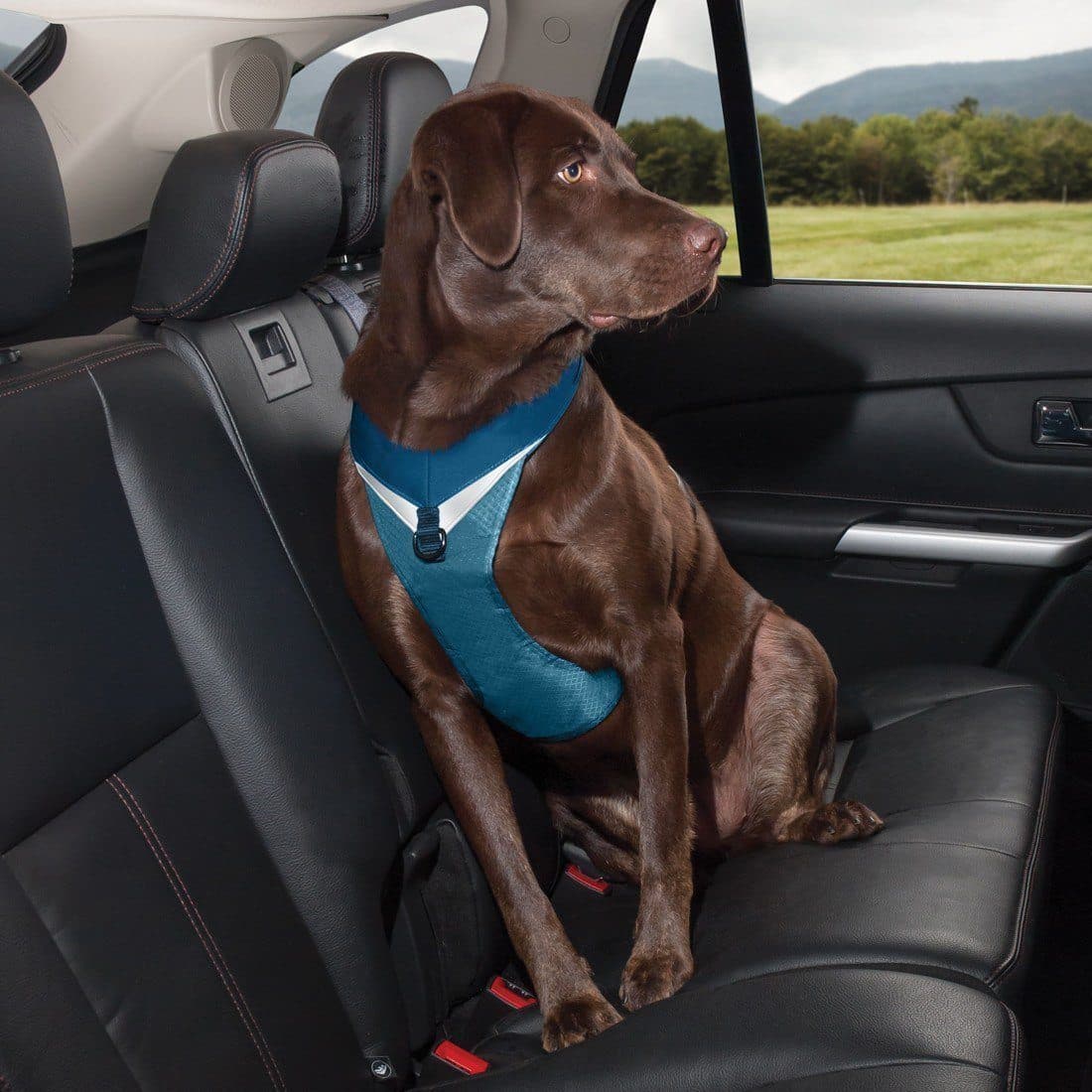 Pechera Azul para Perro de Aventura - Go-Tech Adventure Harness de Kurgo®