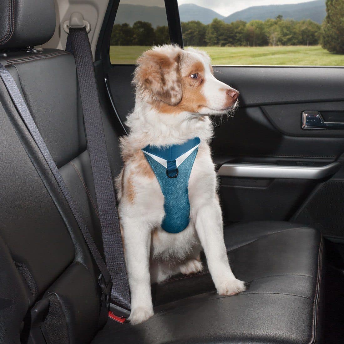 Pechera Azul para Perro de Aventura - Go-Tech Adventure Harness de Kurgo®