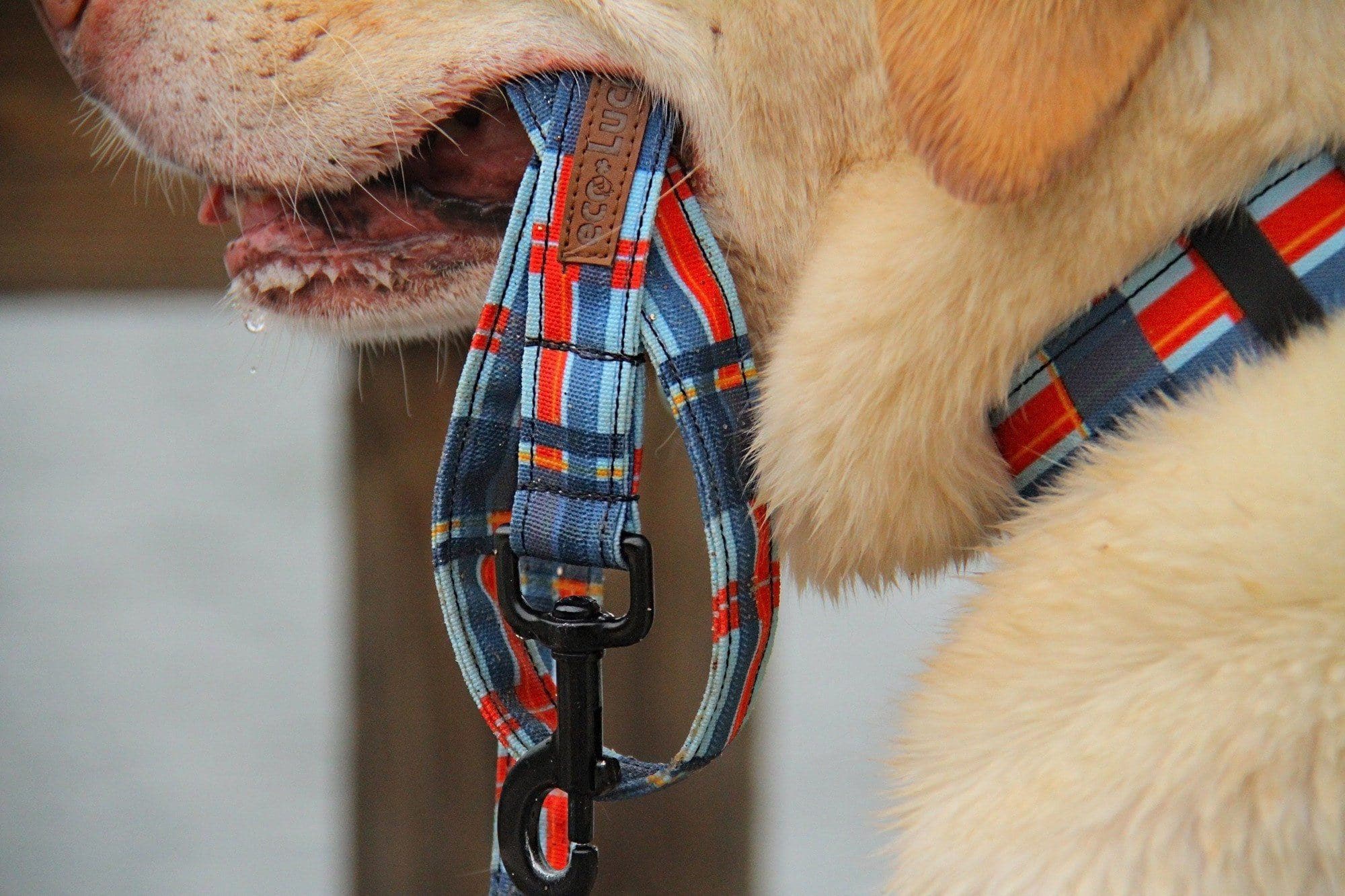 Collar Dublin Dog EcoLuck Hamptons Harbor - Collar para Perro
