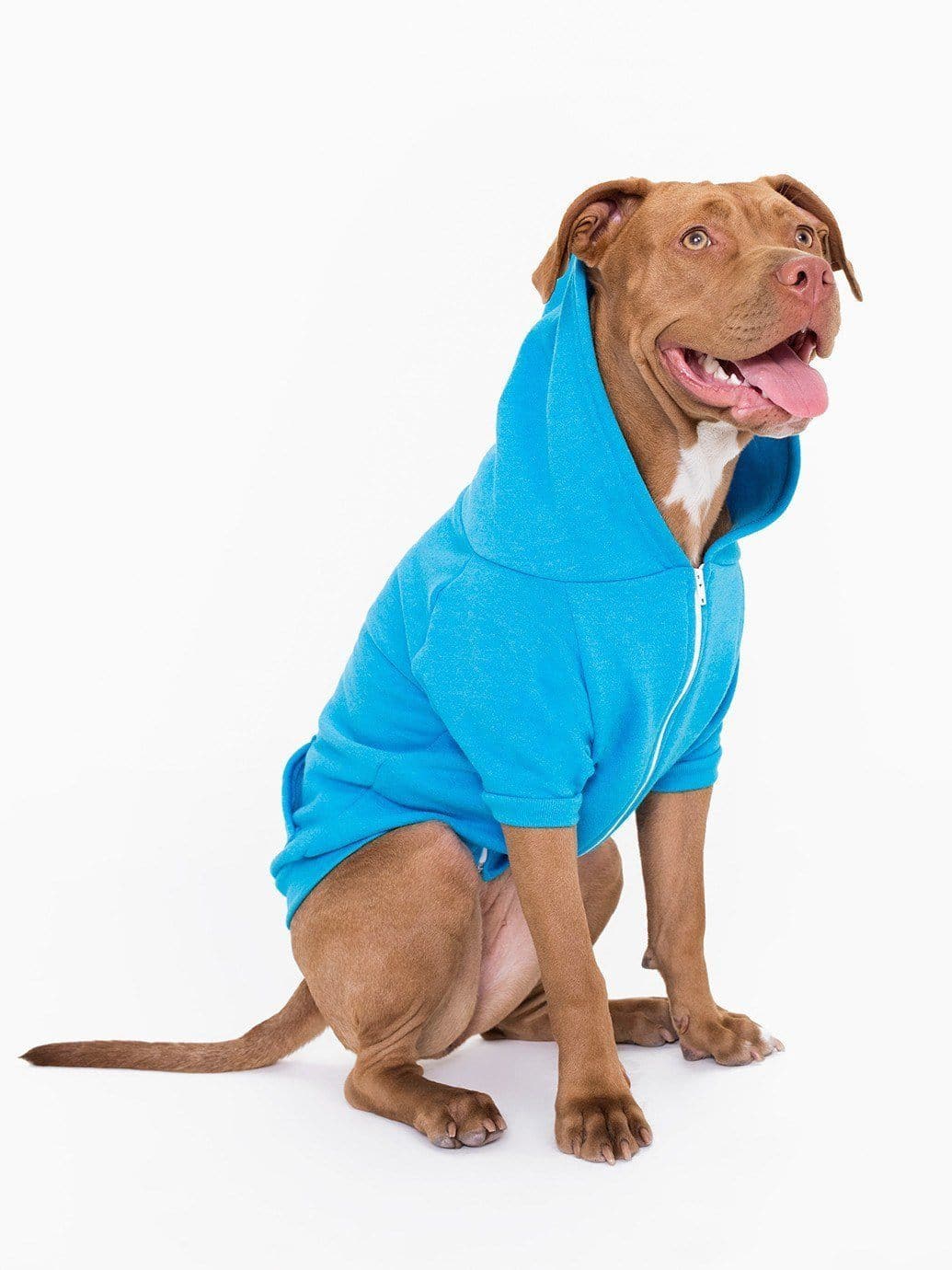 Hoodie Para Perro en Color Azul Neon