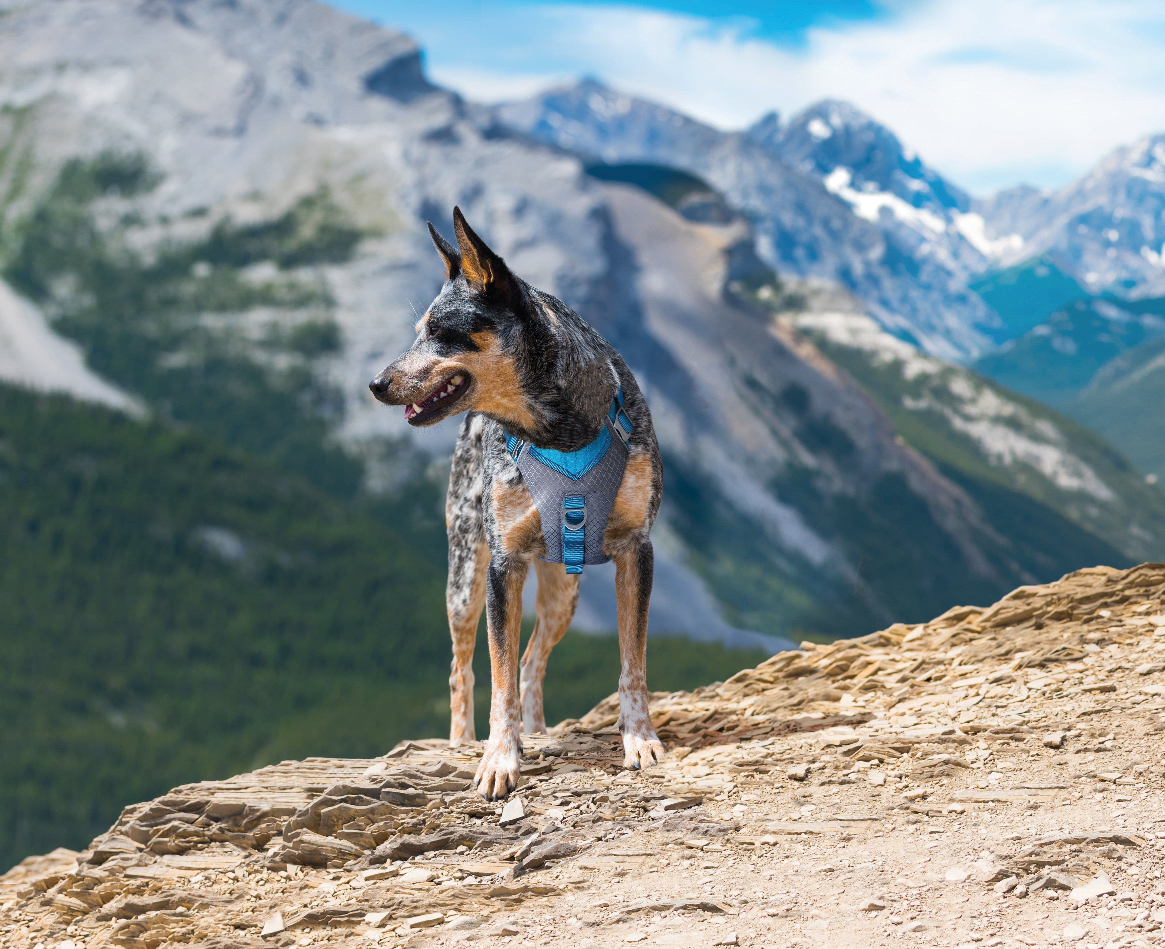 Journey AIR Dog Harness de Kurgo en Azul