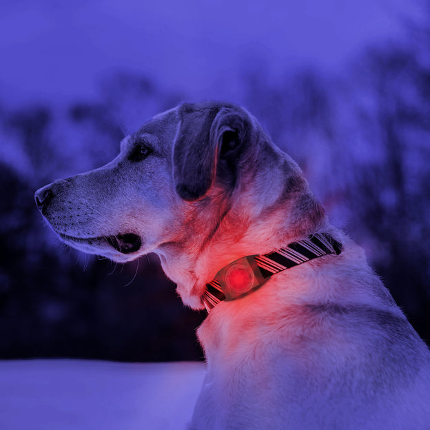 RSG Luz Led de Seguridad de Kurgo® - Tu perro siempre visible