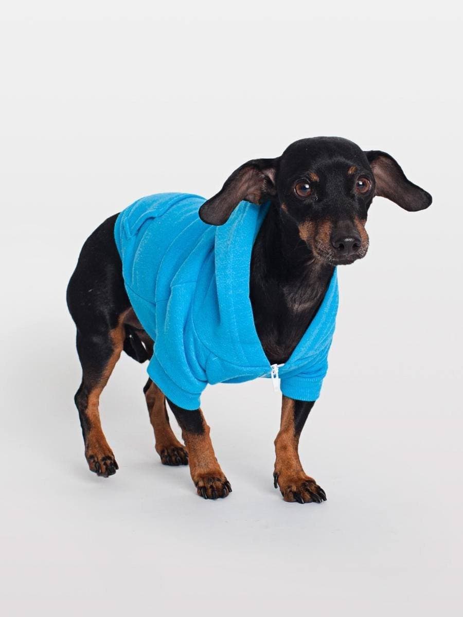 Hoodie Para Perro en Color Azul Neon