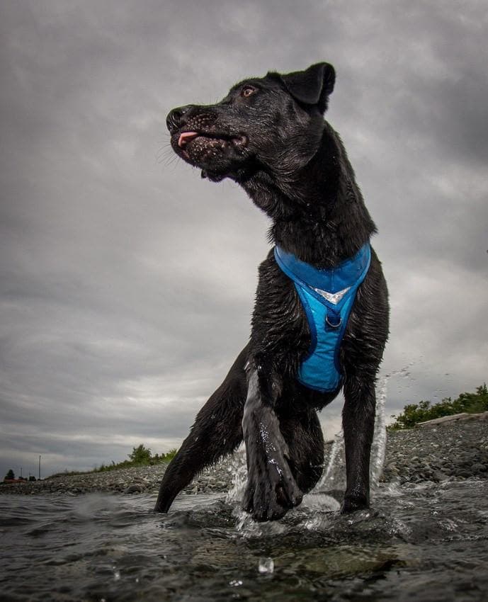 Pechera Azul para Perro de Aventura - Go-Tech Adventure Harness de Kurgo®