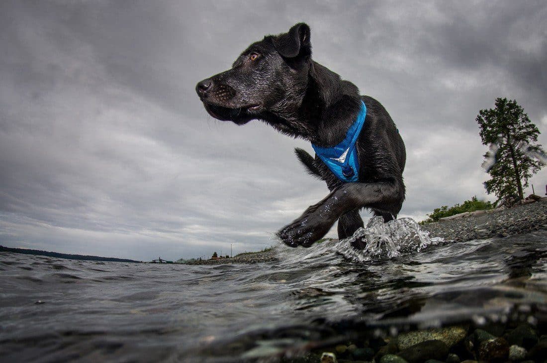 Pechera Azul para Perro de Aventura - Go-Tech Adventure Harness de Kurgo®