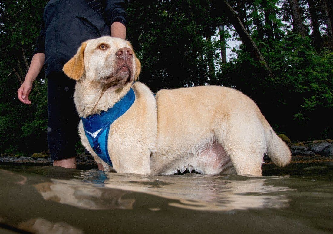 Pechera Azul para Perro de Aventura - Go-Tech Adventure Harness de Kurgo®