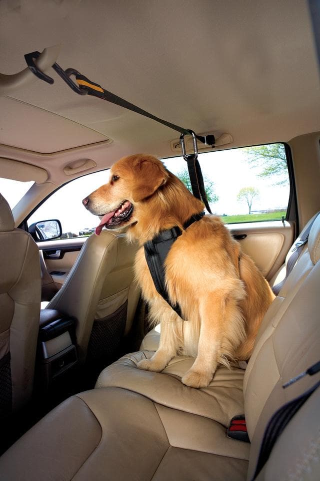 Línea de Cinturón De Seguridad Para Perros para el Carro - Kurgo® Auto — La  Tienda de Frida & Chelsee