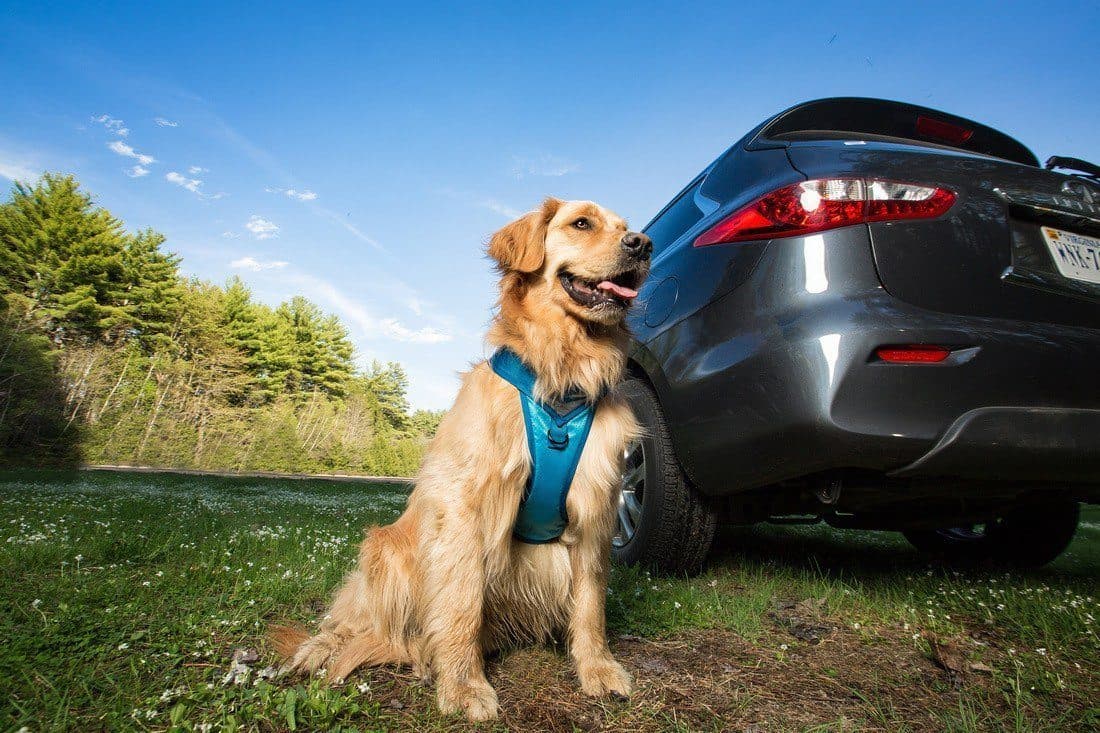 Pechera Azul para Perro de Aventura - Go-Tech Adventure Harness de Kurgo®