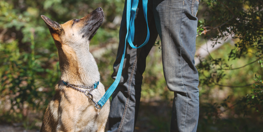 Primary Training Clip Collar Dark Teal c/Reflejante para Perros de RC Pets